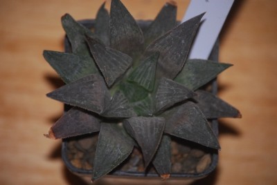 haworthia 032yy.jpg