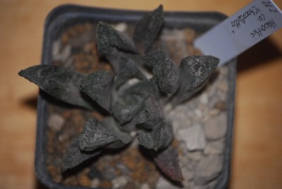 haworthia 030yy.jpg