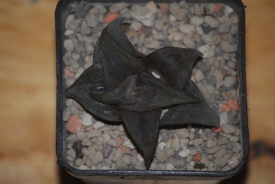 haworthia 029yy.jpg