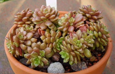 Cremnosedum ´Little Gem´ (2).jpg