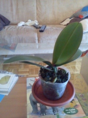 phal. estrique klein.jpg