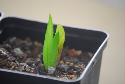 aloe2 004yy.jpg