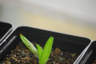 aloe2 003yy.jpg