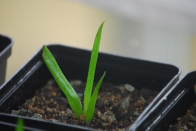 aloe2 002yy.jpg