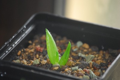 aloe2 001yy.jpg