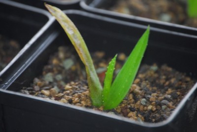 aloe2 007yy.jpg