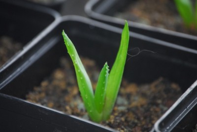 aloe2 006yy.jpg
