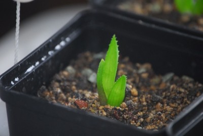 aloe2 005yy.jpg