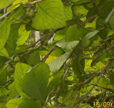 Unbekannter Baum 8, Frucht, 2010.09.15..jpg