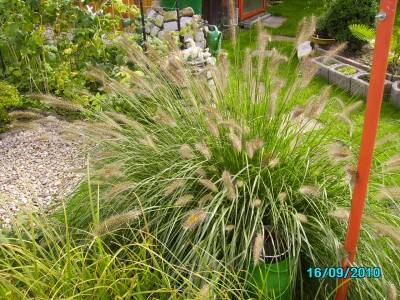 Garten September 2010 027.jpg