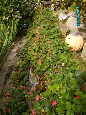 Garten September 2010 012.jpg