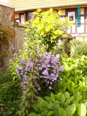 Garten September 2010 006.jpg