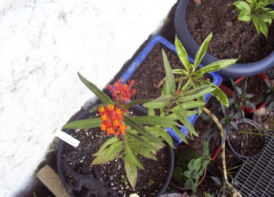 2010-09-16 - Garten 007.jpg