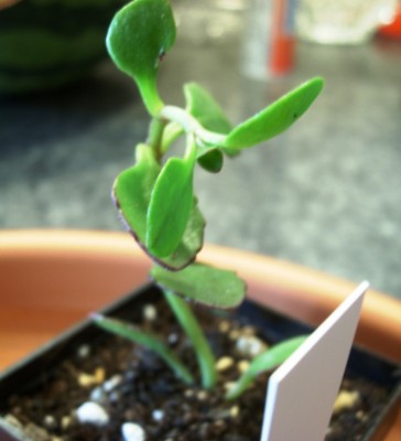 Kalanchoe Mirabella.JPG