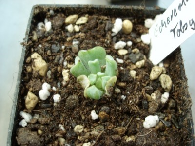 Echeveria Topsy Turvy.JPG