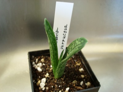 Gasteria.JPG