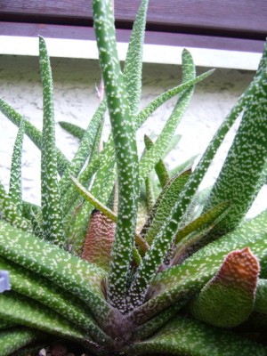 Gasteria.jpg