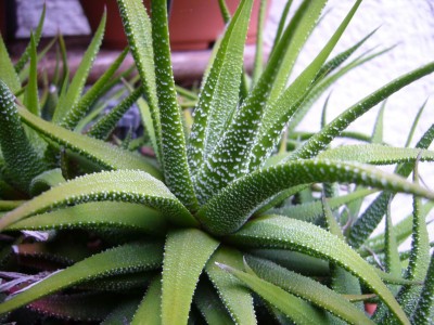 Haworthia.jpg
