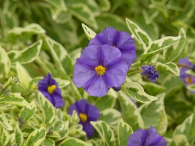 rantonetii variegata.jpg