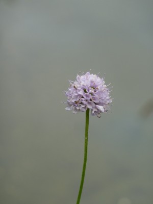 Gewöhnlicher Abbiss.jpg