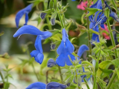 Salvia patens.jpg