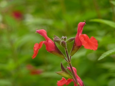Salvia microphylla.jpg