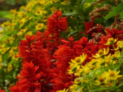 Salvia splendens.jpg