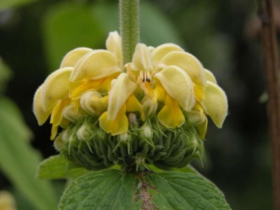 #-Phlomis-russeliana-3.JPG