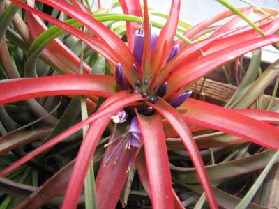 Tillandsia brachycaulos.JPG