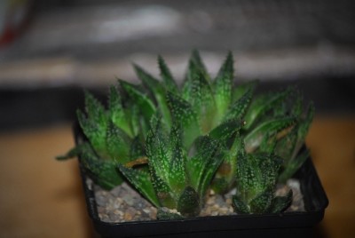 haworthia2 011yy.jpg