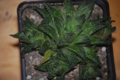haworthia2 012yy.jpg