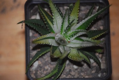 haworthia2 014yy.jpg