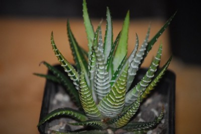 haworthia2 015yy.jpg