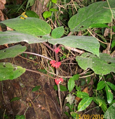 Besleria 1, aggregata vielleicht A.jpg