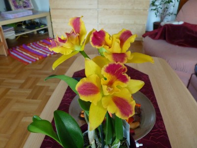 Cattleya.jpg
