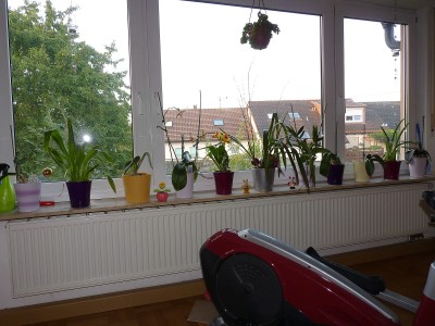 Orchideenfenster.jpg