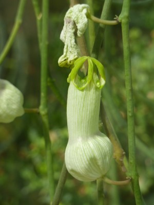 Ceropegia.jpg