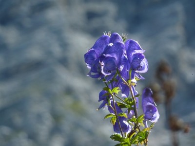 Aconitum napellus.jpg