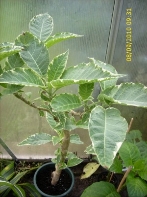 Garten 2010 062.jpg