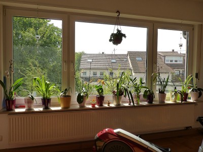 comp_Orchideenfenster_2.jpg