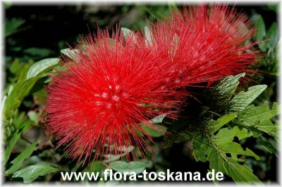 calliandra_haematocephala_4_-_191006.jpg