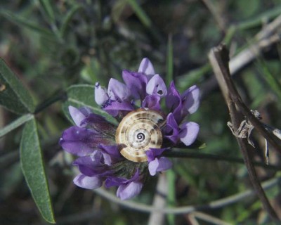 Pechklee-mit-Schnecke.JPG
