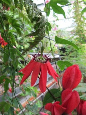 Passiflora 1.JPG