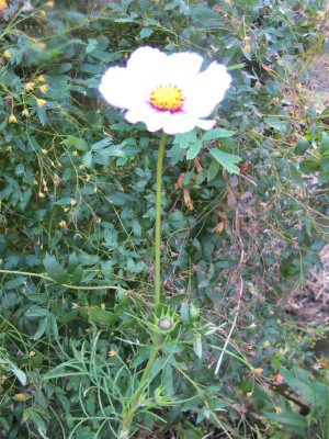 Cosmea.JPG