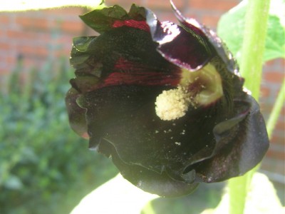 keimlingsbestimmng 008.JPG