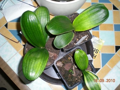 DSCN8449.jpg