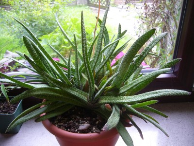 Gasteria_ganz.jpg