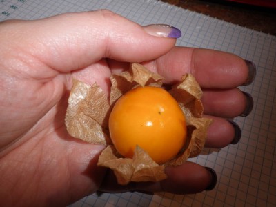 physalis.jpg