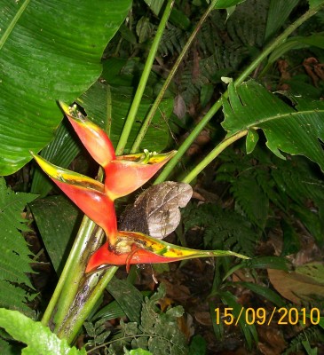 Heliconia stricta, 2010.09.15. B.jpg