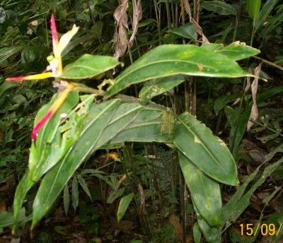 Unbekannte Heliconia 3, 2010.09.15. B1.jpg